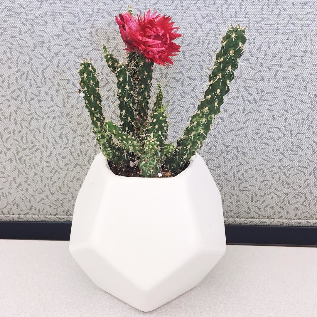 Hand Made Modern Ceramic Planter Large Target