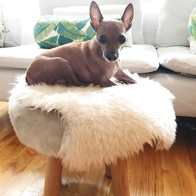 Haven Faux Sheepskin Rug Safavieh® Target