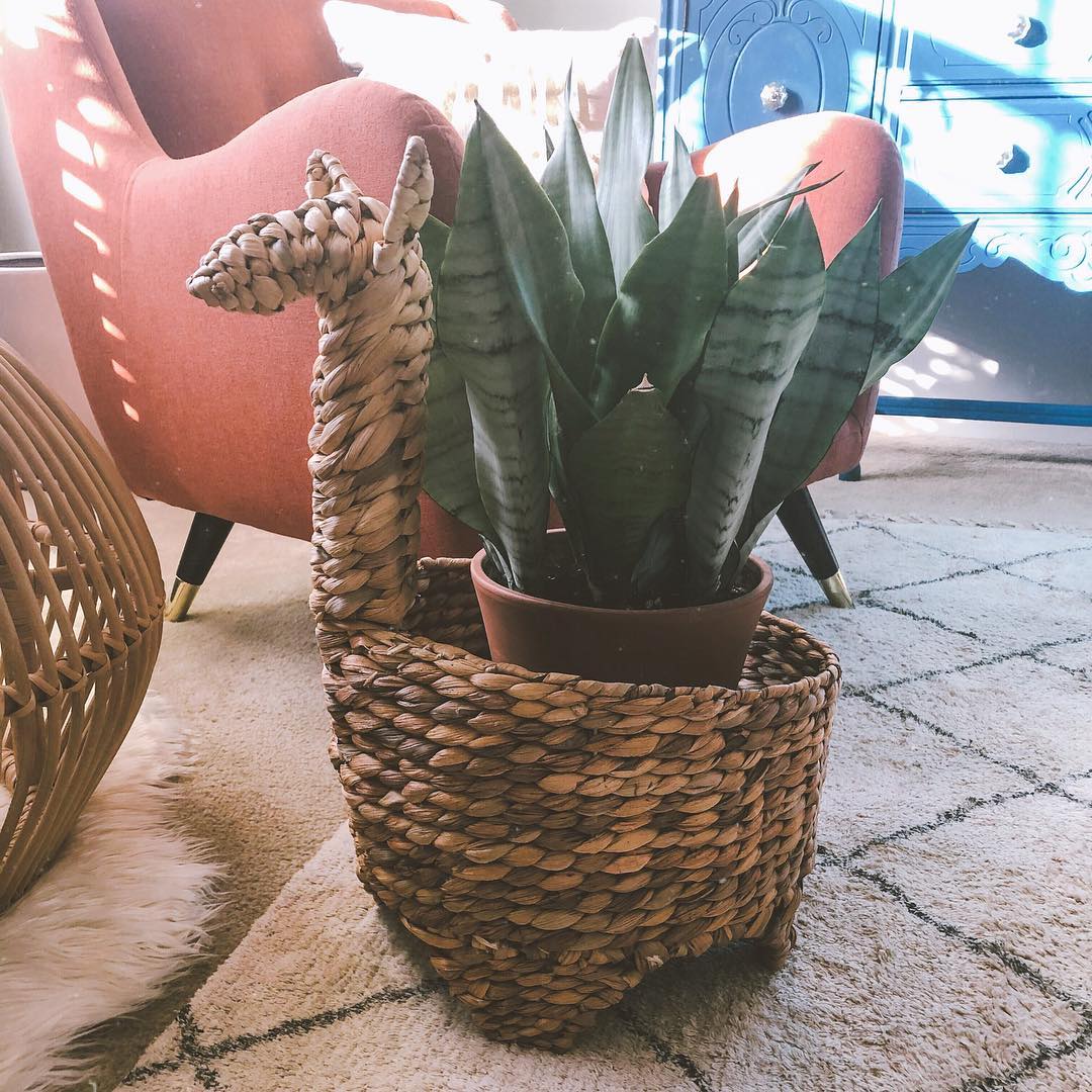 Instagram photo by laurasjungle