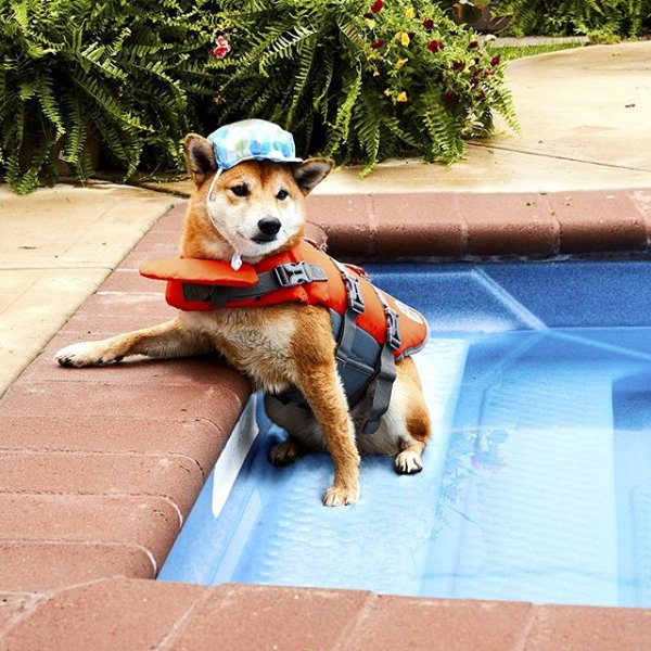 Dog Supplies