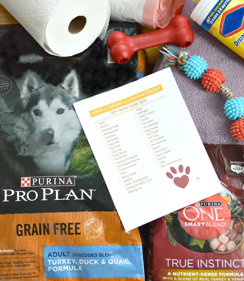 What To Donate To An Animal Rescue Shelter Organized 31