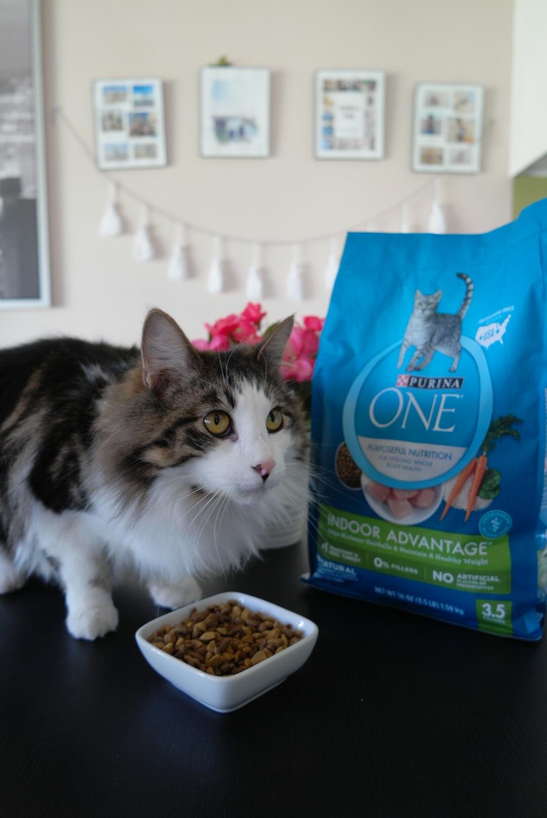 Why We Took the Purina ONE 28 Day Challenge 5 Eyeliners and a Gloss