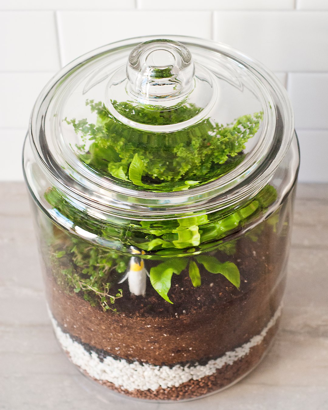 How to Make a Closed Terrarium | Crate and Barrel Blog