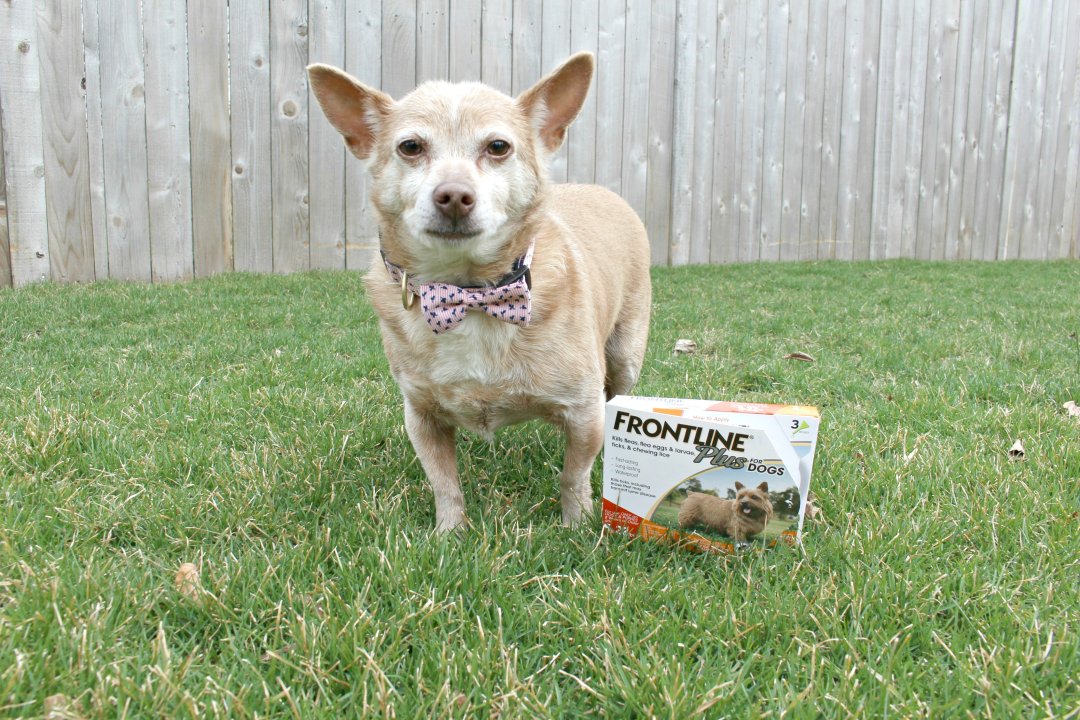 Frontline best sale for chihuahuas