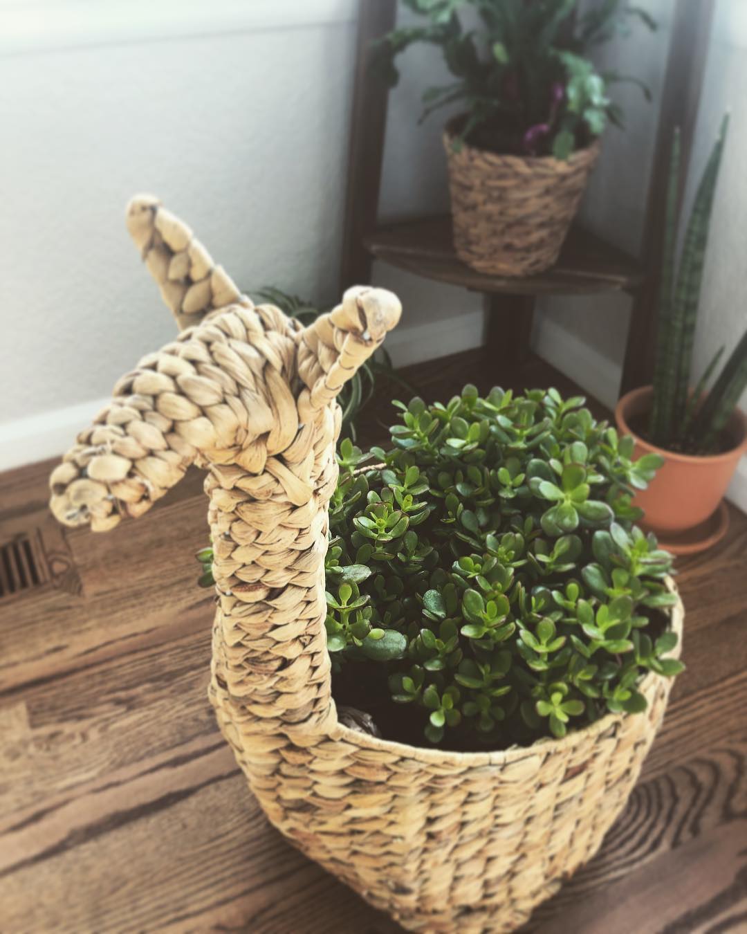 Instagram photo by drewbelsey