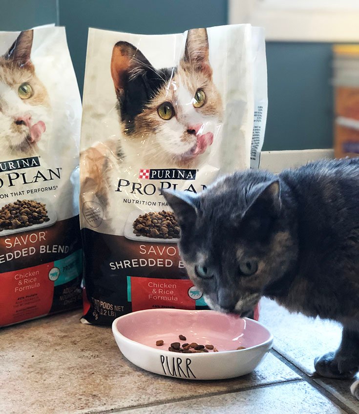 Purina pro plan savor cat food hotsell