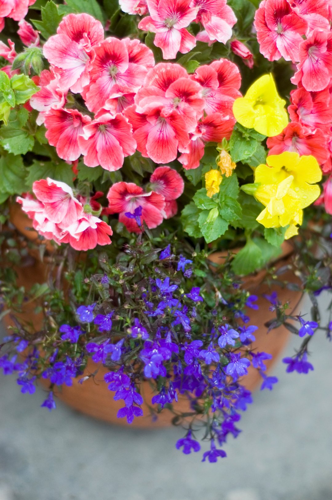 Summer Container Gardening Inspiration Lowe's Canada