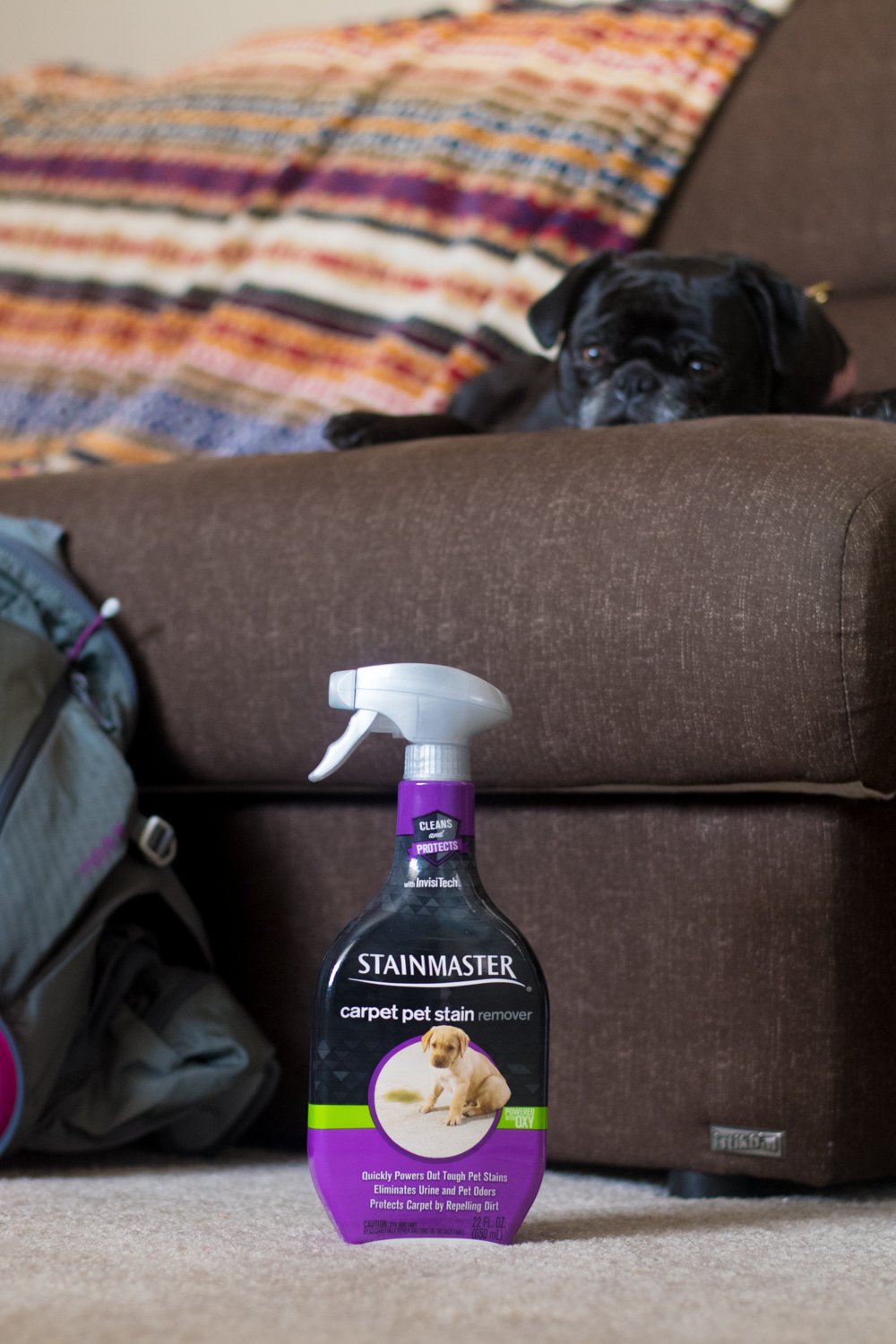 Stainmaster carpet outlet pet stain remover