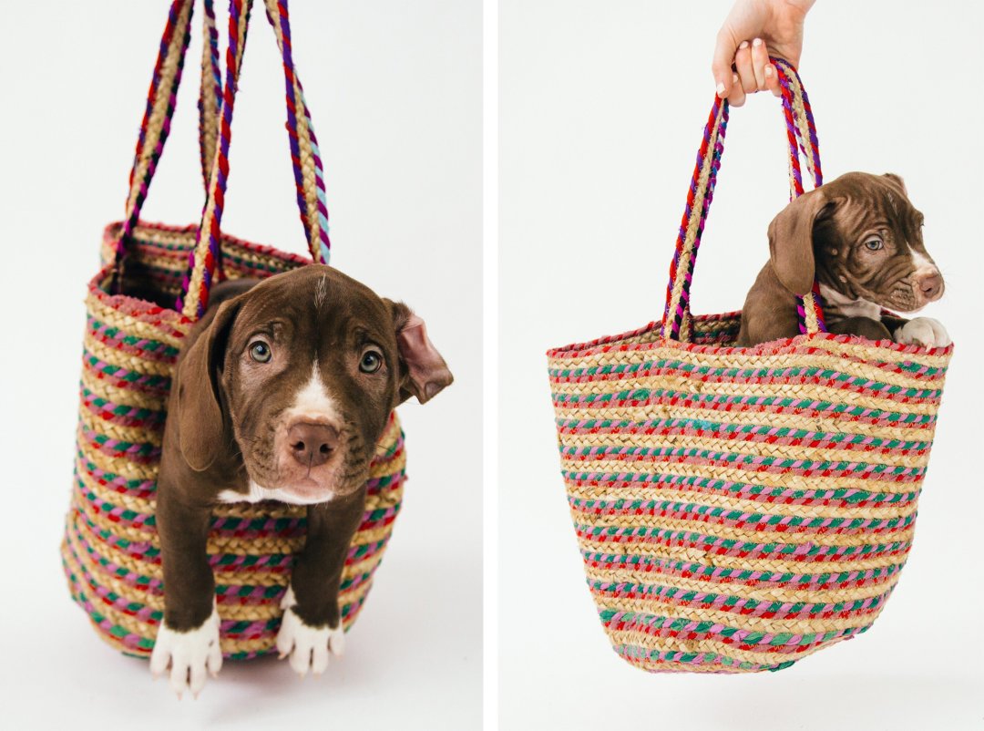 Puppy Approved: Memorial Day Weekend Essentials - 1080 x 802 jpeg 150kB