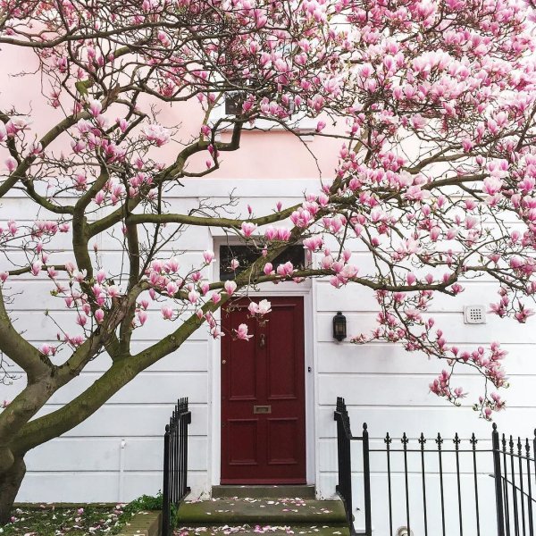 It's definitely feeling like Spring in London 🌸 this one is my favourite Magnolia tree this season #worldinbloom