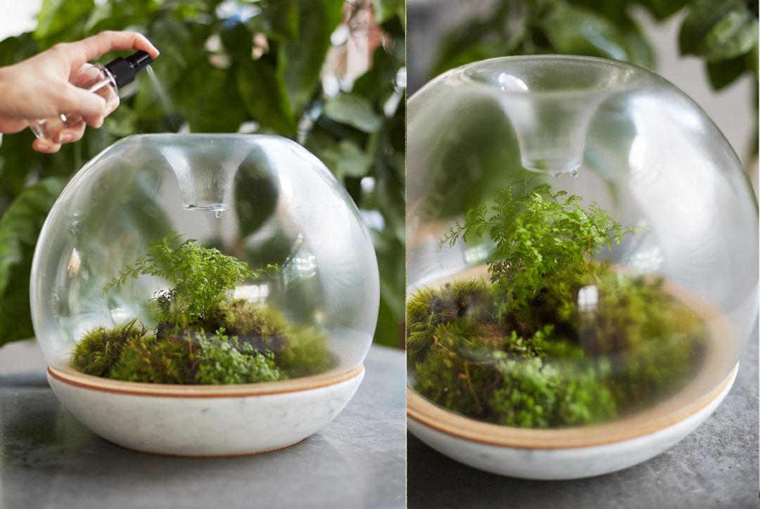 The Rainforest Garden: How to Plant Moss - And Why You Should